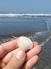 Hysteroconcha lupanaria