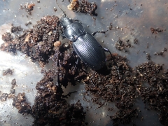 Pterostichus melanarius