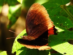 Biblis hyperia