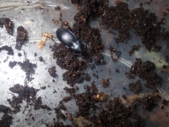 Pterostichus melanarius