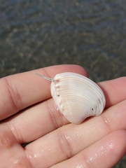 Hysteroconcha lupanaria