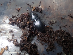 Pterostichus melanarius