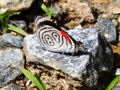 Diaethria neglecta