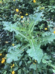 Sonchus