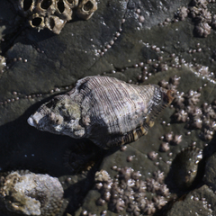 Ocenebrinae