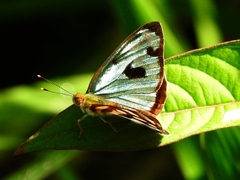 Dynamine postverta