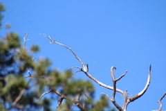 Melanerpes formicivorus angustifrons