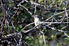Pogoniulus chrysoconus