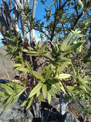 Bonellia macrocarpa