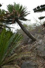 Encephalartos transvenosus