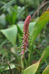 Pitcairnia multiflora
