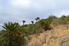 Encephalartos transvenosus
