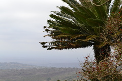 Encephalartos transvenosus