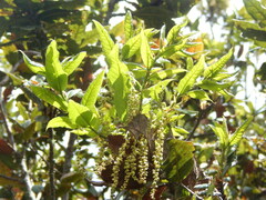 Quercus humboldtii