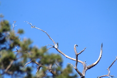 Melanerpes formicivorus angustifrons