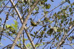 Geothlypis semiflava