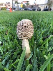 Chlorophyllum