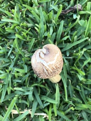 Chlorophyllum