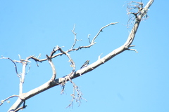 Melanerpes formicivorus angustifrons