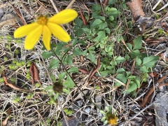 Bidens aristosa