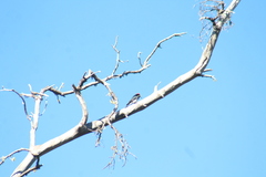 Melanerpes formicivorus angustifrons
