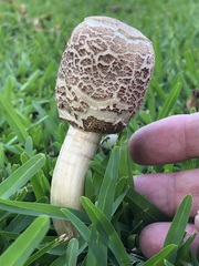 Chlorophyllum