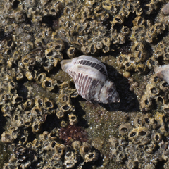 Acanthinucella spirata