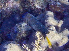 Microspathodon chrysurus