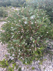 Eucalyptus diversifolia