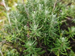 Helichrysum stoechas