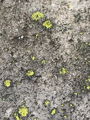 Candelariella aurella