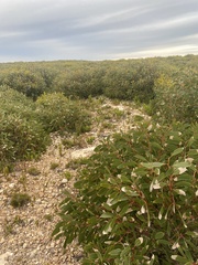 Eucalyptus diversifolia
