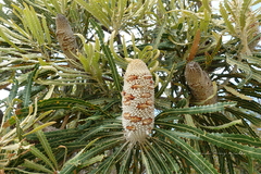 Banksia