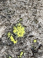 Candelariella aurella