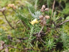 Helichrysum stoechas