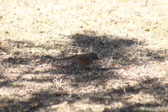 Junco bairdi