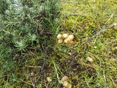 Helichrysum stoechas