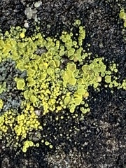 Candelariella aurella