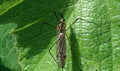 Nephrotoma pratensis