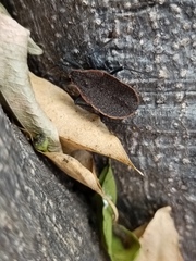 Triatoma
