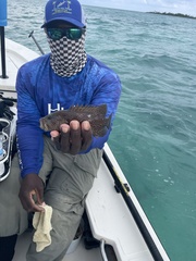 Cephalopholis cruentata