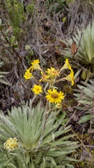 Espeletia