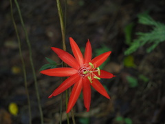 Passiflora vitifolia image