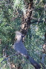 Corythaixoides concolor