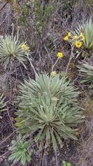 Espeletia
