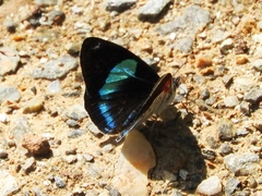 Diaethria neglecta
