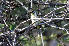 Pogoniulus chrysoconus