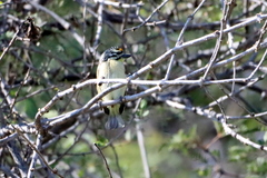 Pogoniulus chrysoconus