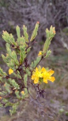 Hypericum