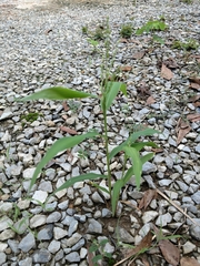 Urochloa ramosa